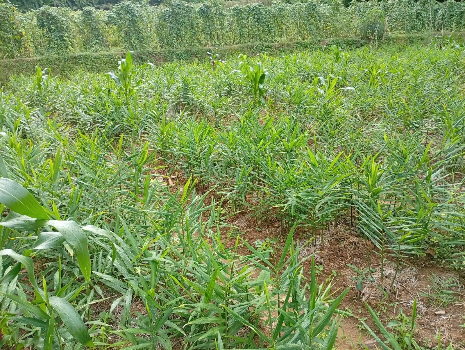 Project View 1