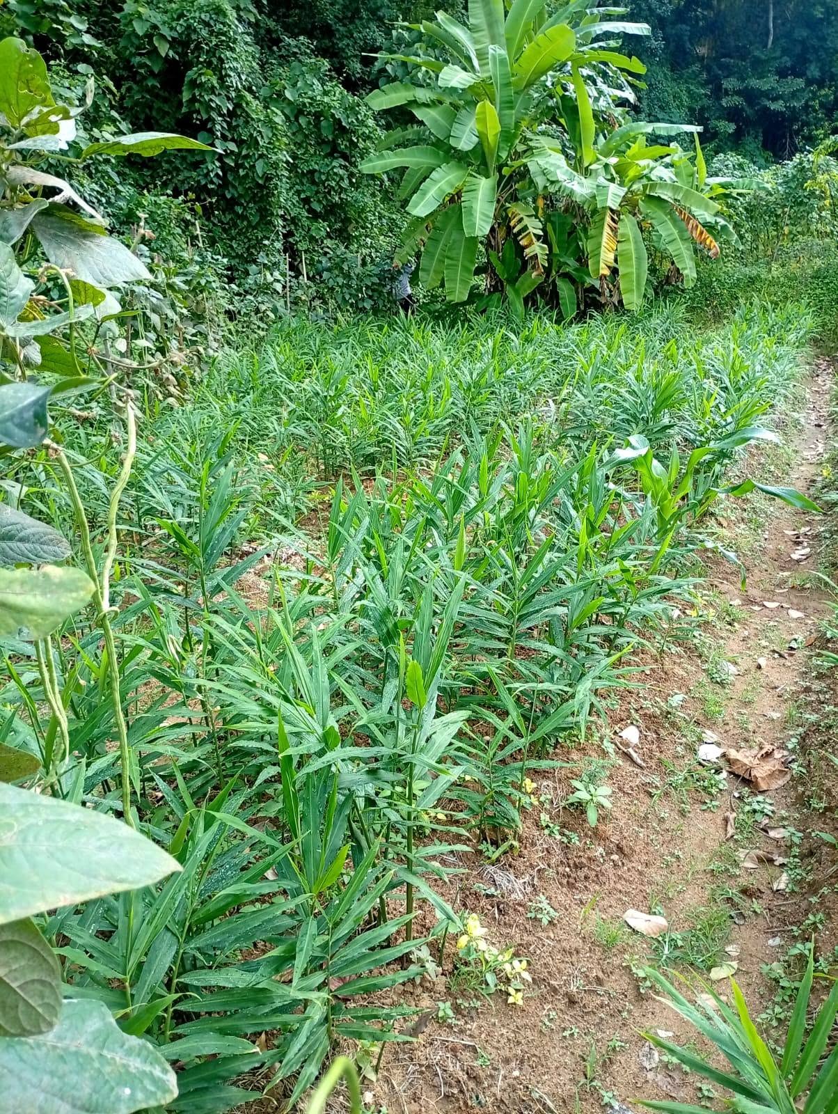 Project View 4