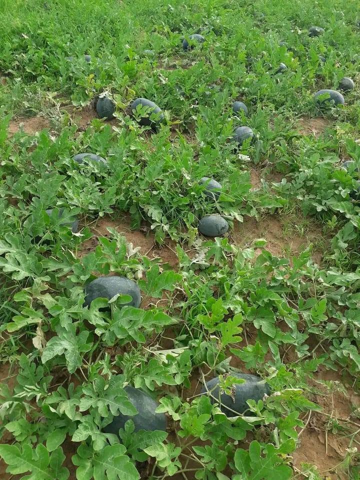 Project View 7